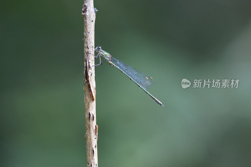 翠绿豆娘(Chalcolestes viridis)